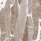 Immunohistochemical staining of human skeletal muscle shows moderate cytoplasmic and membranous positivity in myocytes.