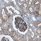 Immunohistochemical staining of human kidney shows moderate to strong membranous positivity in cells in glomeruli and cells in tubules.