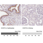 Anti-CHST4 Antibody