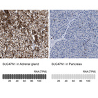 Immunohistochemistry analysis in human adrenal gland and pancreas tissues using HPA021987 antibody. Corresponding SLC47A1 RNA-seq data are presented for the same tissues.