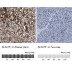 Immunohistochemistry analysis in human adrenal gland and pancreas tissues using HPA021987 antibody. Corresponding SLC47A1 RNA-seq data are presented for the same tissues.