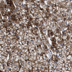 Immunohistochemical staining of human adrenal gland shows strong membranous positivity in glandular cells.