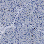 Immunohistochemical staining of human pancreas shows no positivity in exocrine glandular cells as expected.