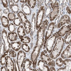 Anti-ANAPC11 Antibody