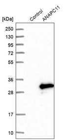 Western blot analysis in control (vector only transfected HEK293T lysate) and ANAPC11 over-expression lysate (Co-expressed with a C-terminal myc-DDK tag (~3.1 kDa) in mammalian HEK293T cells, LY424181).