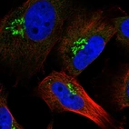 Immunofluorescent staining of human cell line U-251 MG shows localization to the Golgi apparatus.