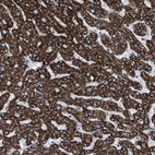 Immunohistochemical staining of human liver shows strong granular cytoplasmic positivity in hepatocytes.