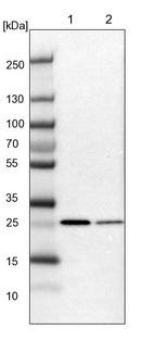 Lane 1: NIH-3T3 cell lysate (Mouse embryonic fibroblast cells)_br/_Lane 2: NBT-II cell lysate (Rat Wistar bladder tumour cells)