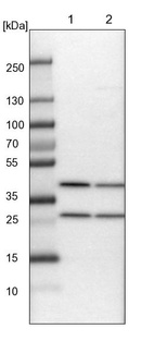 Lane 1: NIH-3T3 cell lysate (Mouse embryonic fibroblast cells)_br/_Lane 2: NBT-II cell lysate (Rat Wistar bladder tumour cells)