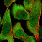 Immunofluorescent staining of human cell line U-251 MG shows localization to nucleoplasm & cytosol.