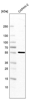 Anti-MFSD11 Antibody