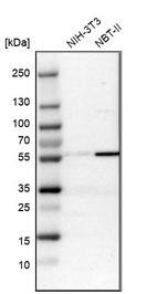 Western blot analysis in mouse cell line NIH-3T3 and rat cell line NBT-II.