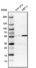 Western blot analysis in mouse cell line NIH-3T3 and rat cell line NBT-II.