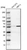 Anti-MFSD11 Antibody