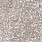 Anti-SIRT5 Antibody