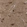 Anti-SIRT5 Antibody