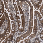 Immunohistochemical staining of human duodenum shows strong granular positivity in cytoplasm in glandular cells.