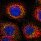 Immunofluorescent staining of human cell line A-431 shows localization to mitochondria.