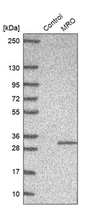 Western blot analysis in control (vector only transfected HEK293T lysate) and MRO over-expression lysate (Co-expressed with a C-terminal myc-DDK tag (~3.1 kDa) in mammalian HEK293T cells, LY410423).