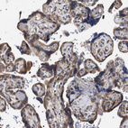 Immunohistochemical staining of human placenta shows moderate cytoplasmic positivity in trophoblastic cells.