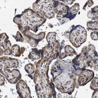 Immunohistochemical staining of human placenta shows moderate cytoplasmic positivity in trophoblastic cells.