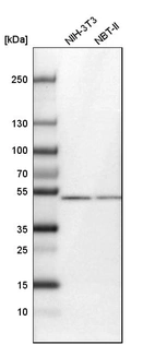 Western blot analysis in mouse cell line NIH-3T3 and rat cell line NBT-II.