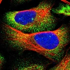 Immunofluorescent staining of human cell line U-2 OS shows localization to cytosol.