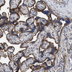 Immunohistochemical staining of human placenta shows strong cytoplasmic positivity in trophoblastic cells.