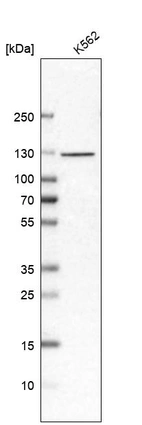 Anti-EFTUD2 Antibody