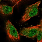 Immunofluorescent staining of human cell line U-251 MG shows localization to nucleoplasm & cytosol.