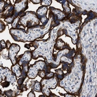Immunohistochemical staining of human placenta shows strong cytoplasmic positivity in trophoblastic cells.