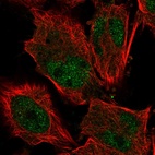 Immunofluorescent staining of human cell line U-251 MG shows localization to nucleoplasm & nucleoli.