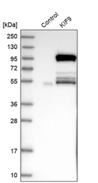 Western blot analysis in control (vector only transfected HEK293T lysate) and KIF9 over-expression lysate (Co-expressed with a C-terminal myc-DDK tag (~3.1 kDa) in mammalian HEK293T cells, LY405393).