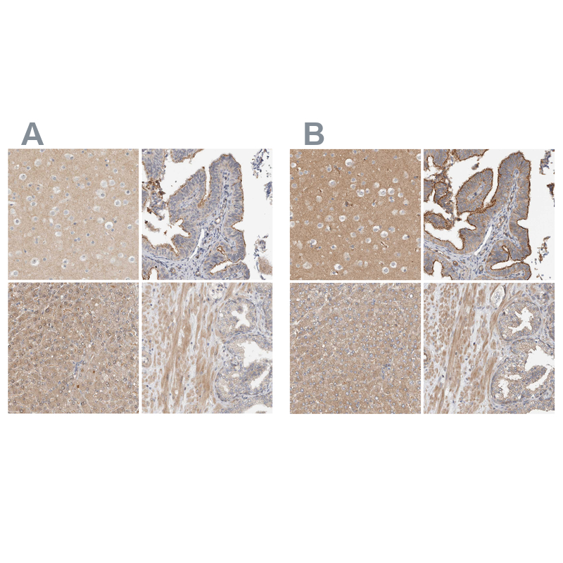Anti-MPRIP Antibody