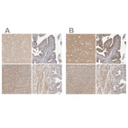 Anti-MPRIP Antibody