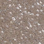 Immunohistochemical staining of human cerebral cortex shows strong positivity in neuropil.