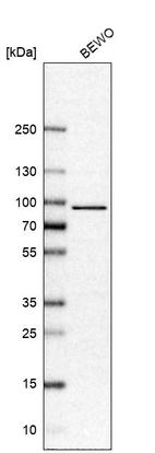 Western blot analysis in human cell line BEWO.