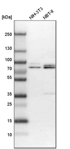 Western blot analysis in mouse cell line NIH-3T3 and rat cell line NBT-II.