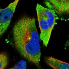 Immunofluorescent staining of human cell line U-251 MG shows localization to cytosol & microtubule organizing center.