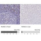 Anti-RUNX2 Antibody