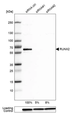 Western blot analysis in U-251MG cells transfected with control siRNA, target specific siRNA probe #1 and #2, using Anti-RUNX2 antibody. Remaining relative intensity is presented. Loading control: Anti-GAPDH.