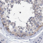 Immunohistochemical staining of human testis using Anti-FNBP1 antibody HPA022119.