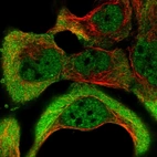 Immunofluorescent staining of human cell line A-431 shows localization to nucleoplasm & cytosol.