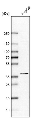 Western blot analysis in human cell line HepG2.