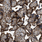 Immunohistochemical staining of human placenta shows strong cytoplasmic positivity in trophoblastic cells.