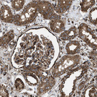 Immunohistochemical staining of human kidney shows strong cytoplasmic positivity in cells in tubules and cells in glomeruli.