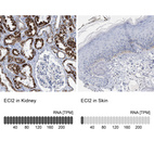 Anti-ECI2 Antibody