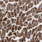 Immunohistochemical staining of human heart muscle using Anti-ECI2 antibody HPA022130.