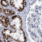 Immunohistochemical staining of human kidney using Anti-ECI2 antibody HPA022130.