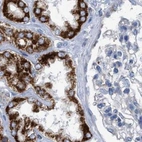 Immunohistochemical staining of human kidney using Anti-ECI2 antibody HPA022130.